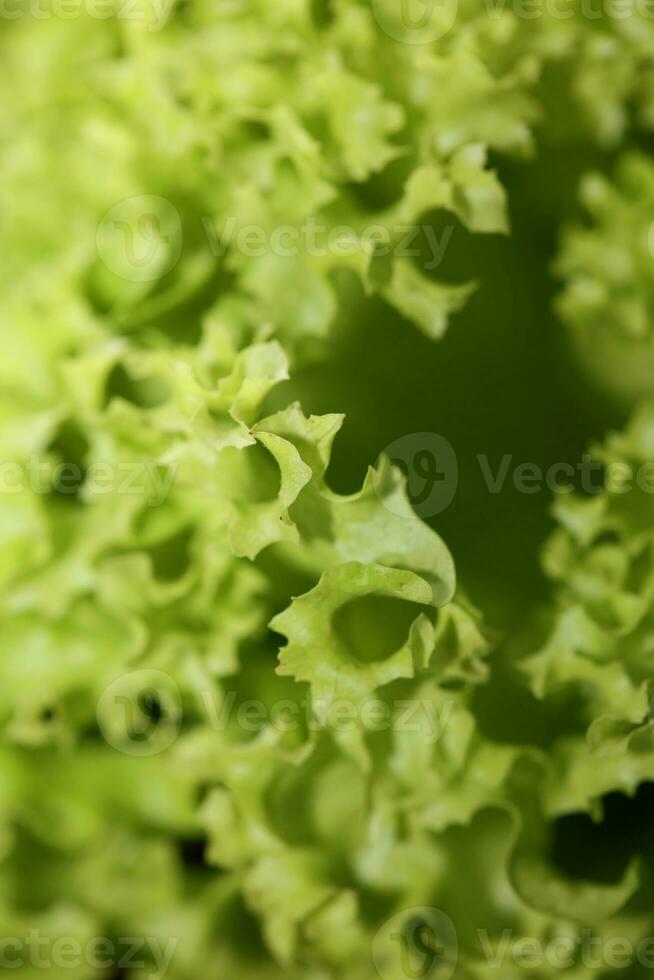 groen vers gecultiveerd sla salade bladeren dichtbij omhoog gebladerte structuur bio natuur behang groot grootte hoog kwaliteit ogenblik voorraad fotografie drukken foto