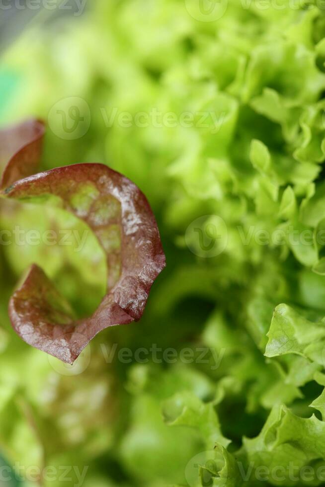 groen vers gecultiveerd sla salade bladeren dichtbij omhoog gebladerte structuur bio natuur behang groot grootte hoog kwaliteit ogenblik voorraad fotografie drukken foto