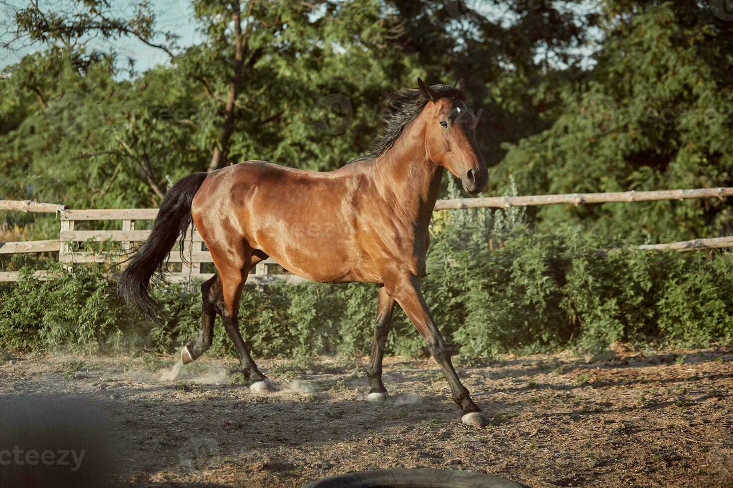 paard rennen in de paddock Aan de zand in zomer foto