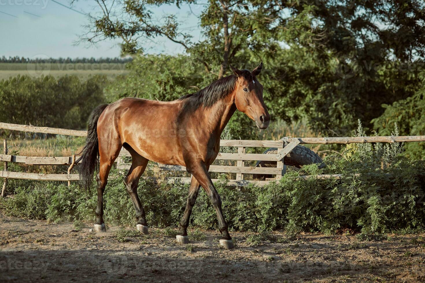 knap paard in de paddock. boerderij. boerderij. foto