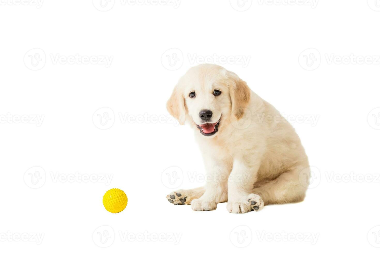 puppy gouden retriever Aan een wit achtergrond foto