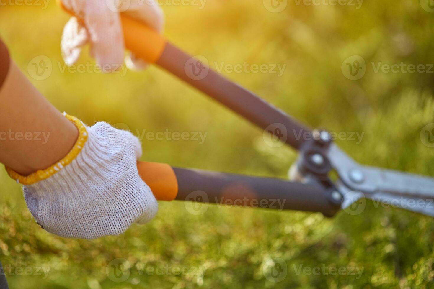 handen van teler in wit handschoenen zijn snoeien de overwoekerd groen struik gebruik makend van groot haag scharen Aan zonnig achtertuin. arbeider landschapsarchitectuur tuin. dichtbij omhoog foto