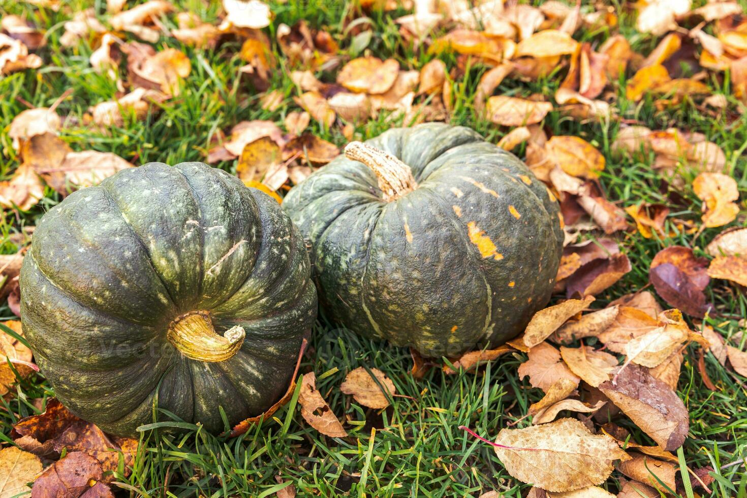 herfst- achtergrond. herfst vallen pompoenen Aan droog vallen bladeren tuin achtergrond buitenshuis. oktober september behang verandering van seizoenen rijp biologisch voedsel concept halloween partij dankzegging dag. foto