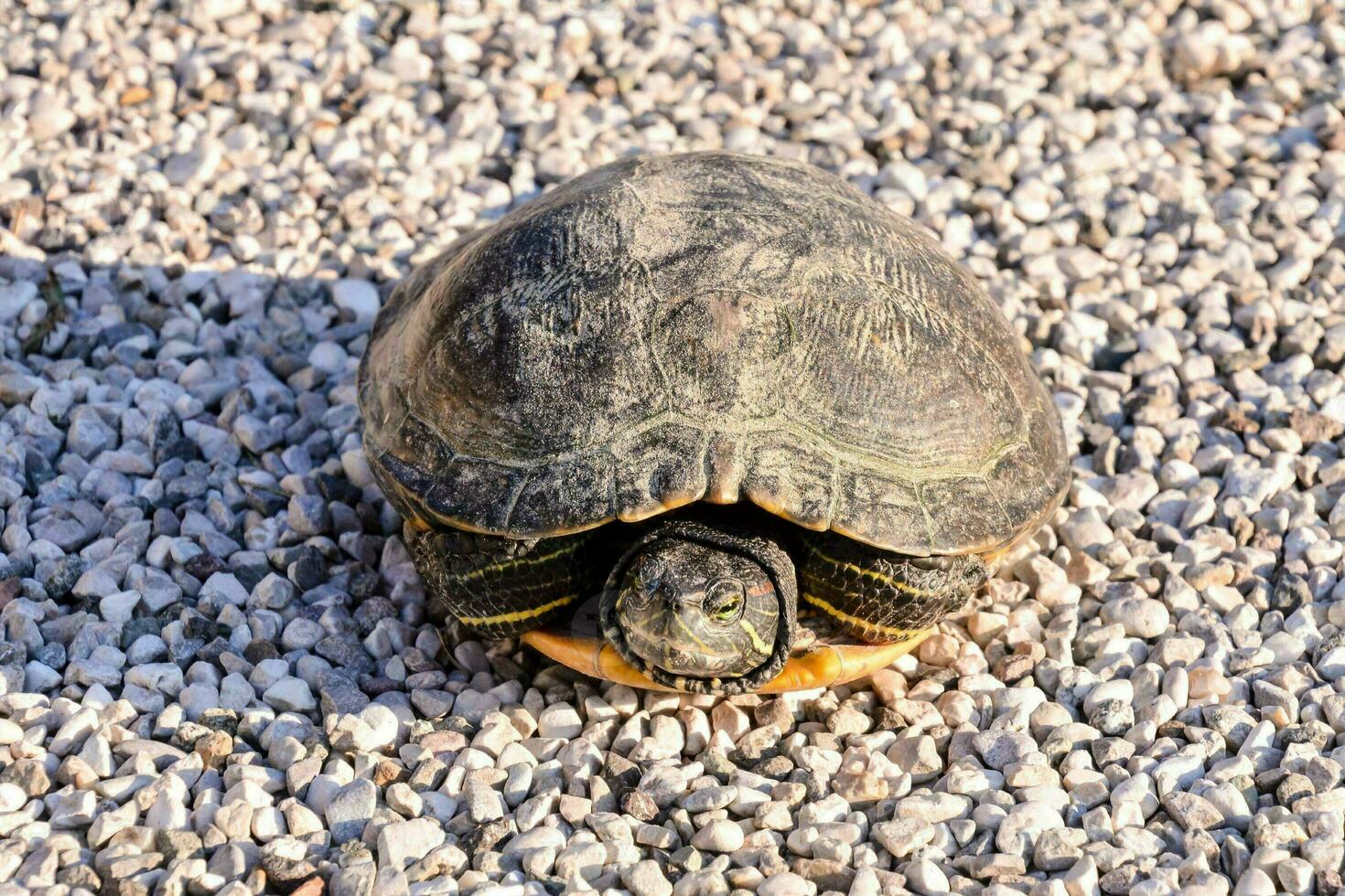 een schildpad is zittend Aan grind en grind foto