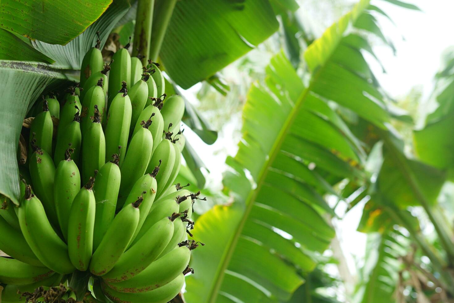 bundel van groen en geel bananen in de tuin. koning bananen in Indonesië. agrarisch plantage. foto