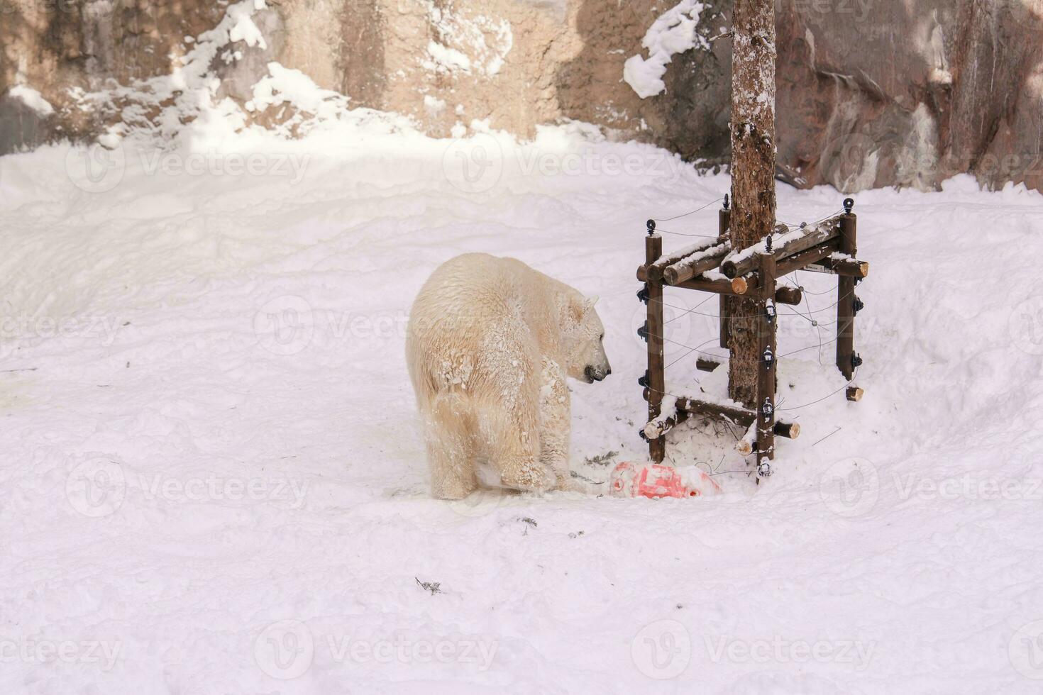 polair beer of ursus maritimus Bij asahiyama dierentuin in winter seizoen. mijlpaal en populair voor toeristen attracties in asahikawa, hokkaido, Japan. reizen en vakantie concept foto