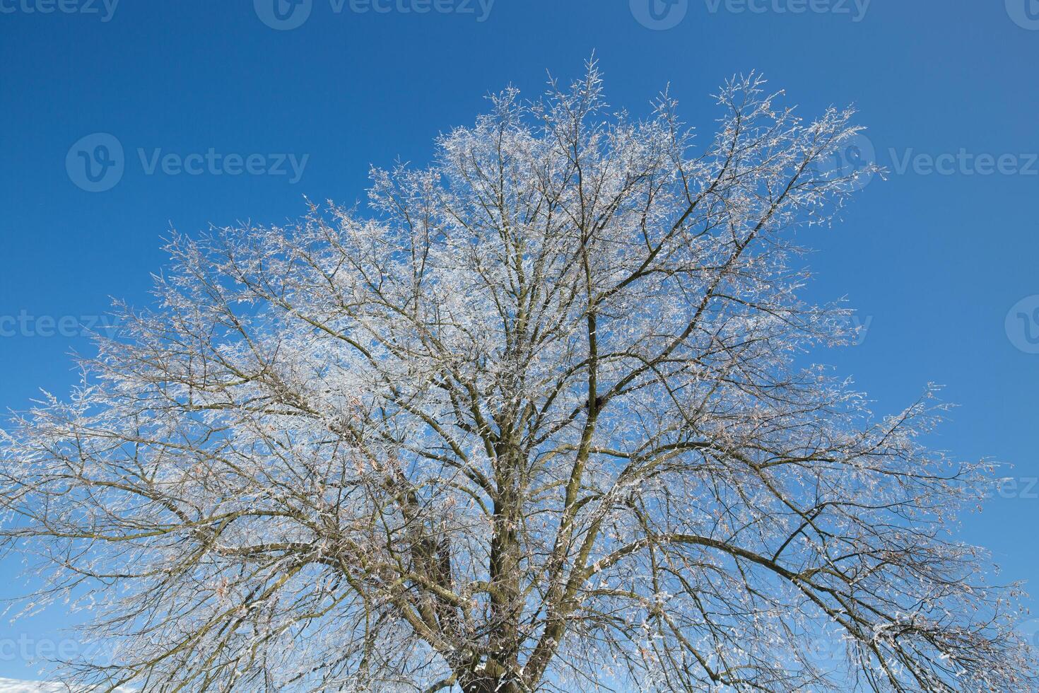 bevroren boom Aan winter veld- en blauw lucht foto