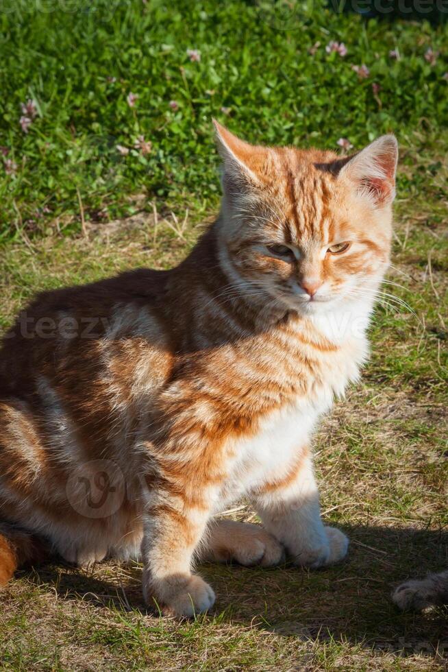 schattig weinig kat Aan de gras foto