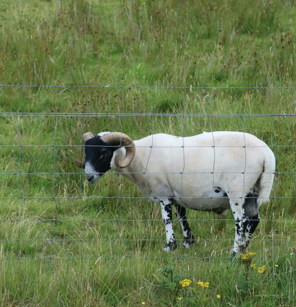 zwartharig schapen van Schotland oorsprong- foto