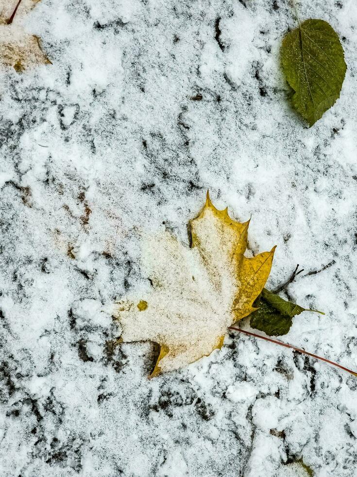 detailopname van bladeren Aan de eerste sneeuw in bewolkt het weer. park in herfst. foto