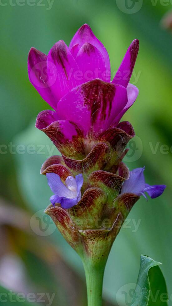 Siam tulp bloeiend in de tuin foto