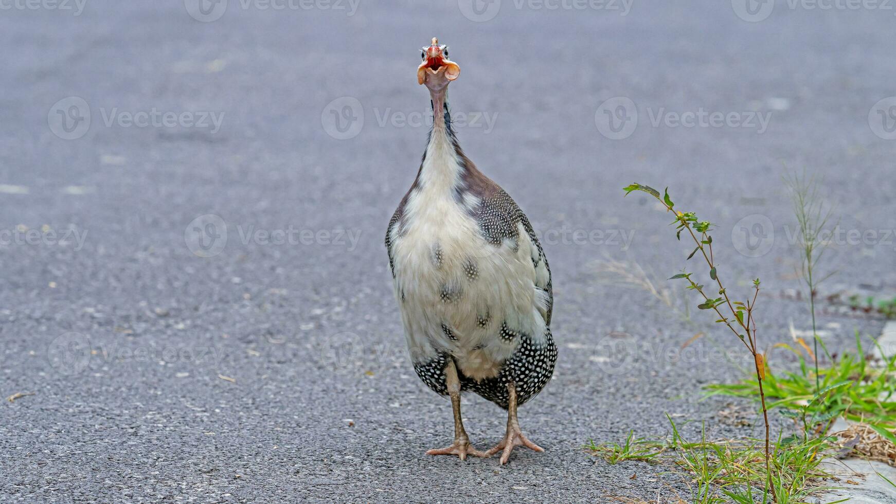 vrouw Pauw wandelen in de tuin foto