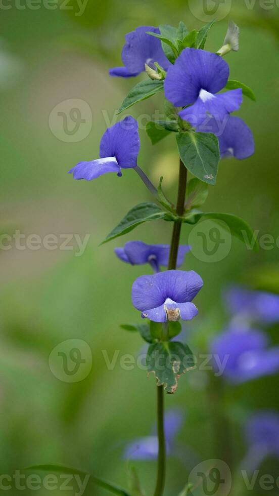 braziliaans leeuwebek, blauw Hawaii bloeiend in de tuin foto