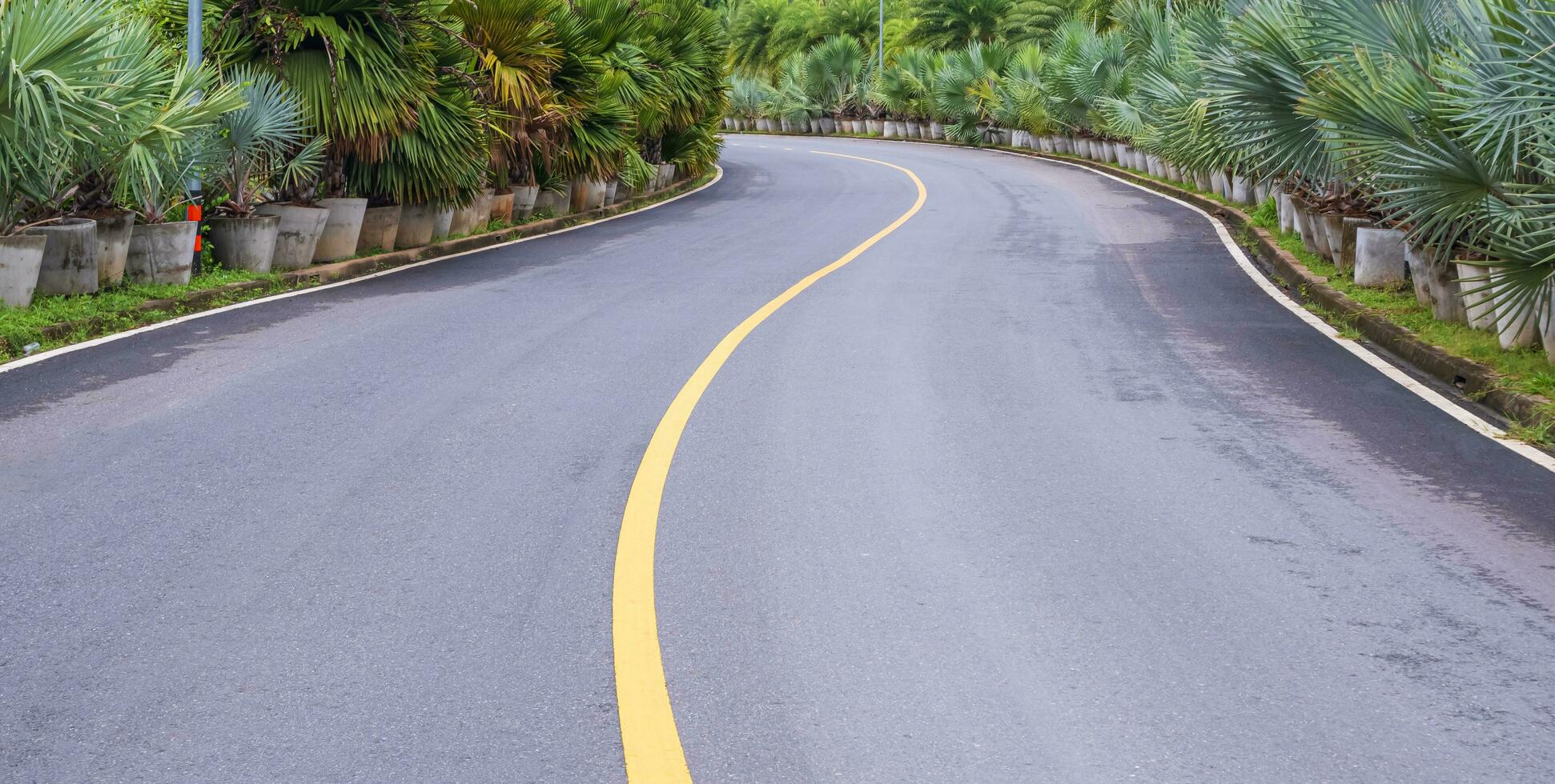 verkeer geel lijn Aan oppervlakte van gebogen weg met veel palm bomen Aan de rand van de weg in de heuvel foto