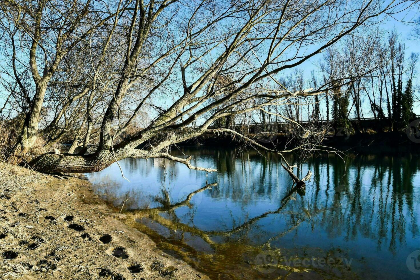 een boom is leunend over- de water in een rivier- foto