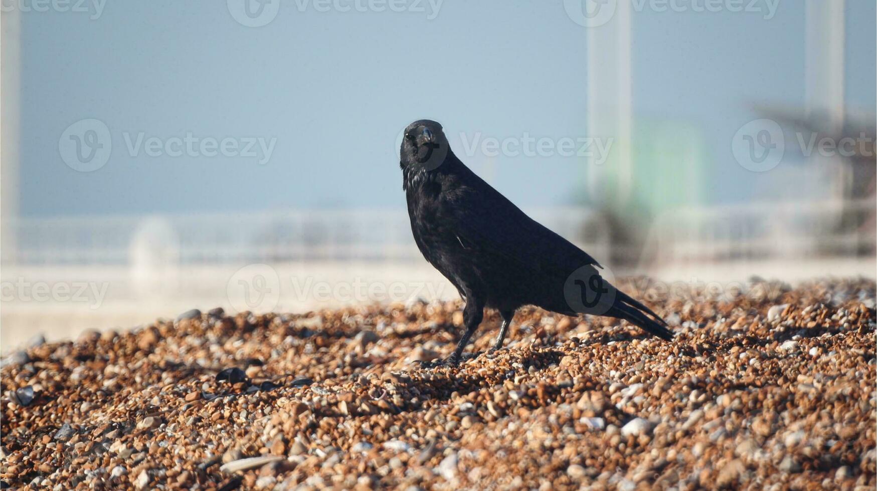 kraai Aan kiezelsteen strand foto