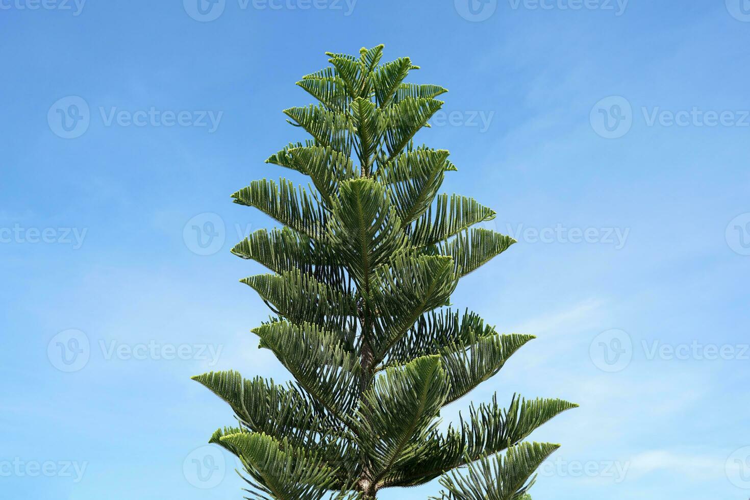 koraal rif araucaria of norfolk eiland pijnboom boom Aan lucht achtergrond. het is een sier- plant, vertakt uit in lagen mooi groen bladeren. zacht en selectief focus. foto