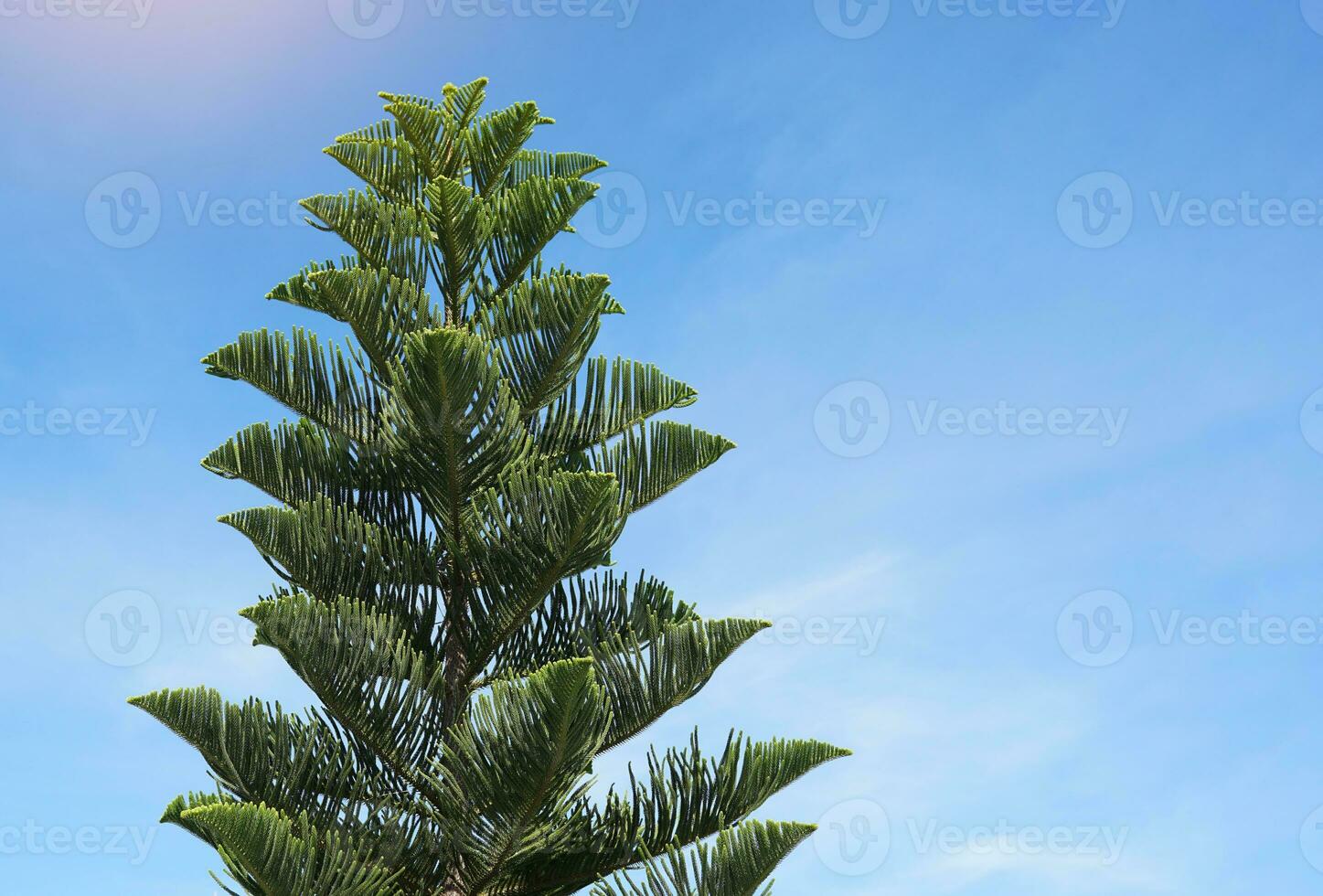 koraal rif araucaria of norfolk eiland pijnboom boom Aan lucht achtergrond. het is een sier- plant, vertakt uit in lagen mooi groen bladeren. zacht en selectief focus. foto