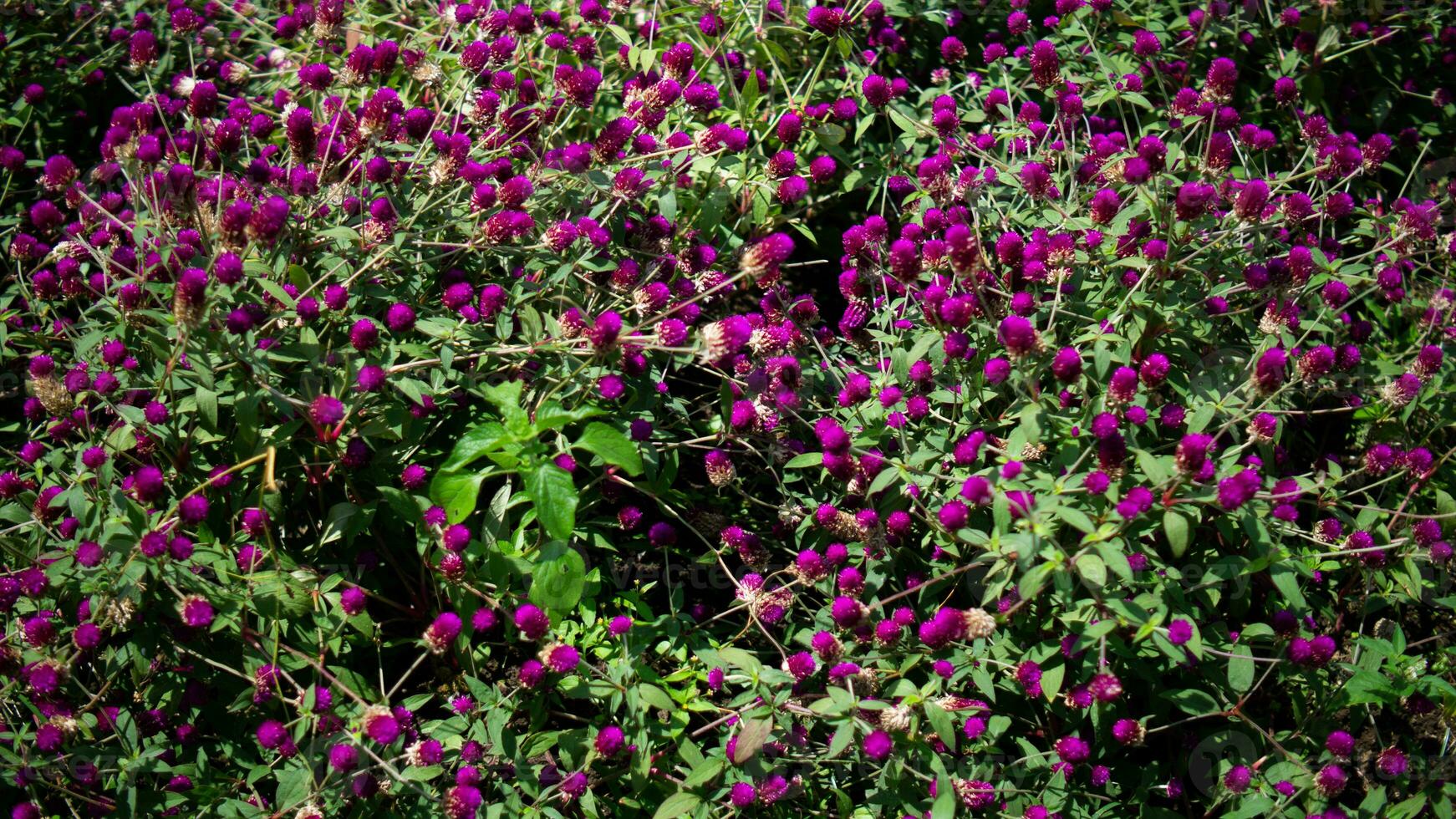 natuur Purper bloemen en blad foto