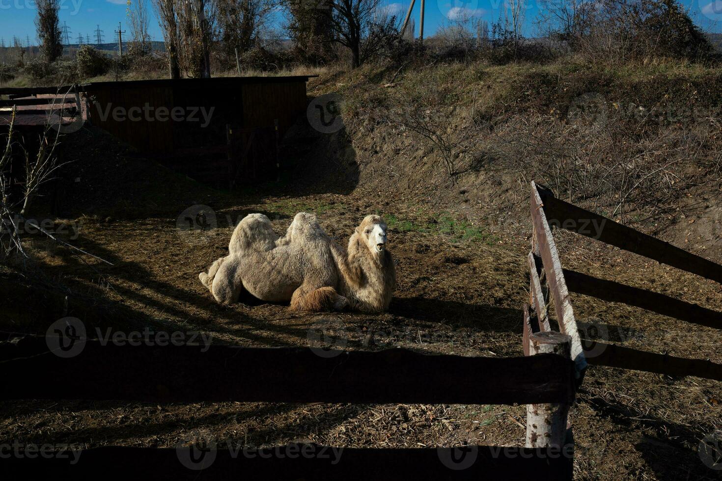 kameel gezicht detailopname Aan een boerderij in de dorp foto