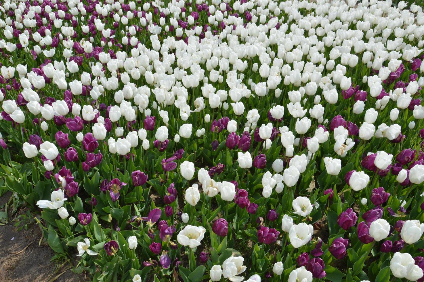 textuur van een veld met veelkleurige bloeiende tulpen foto