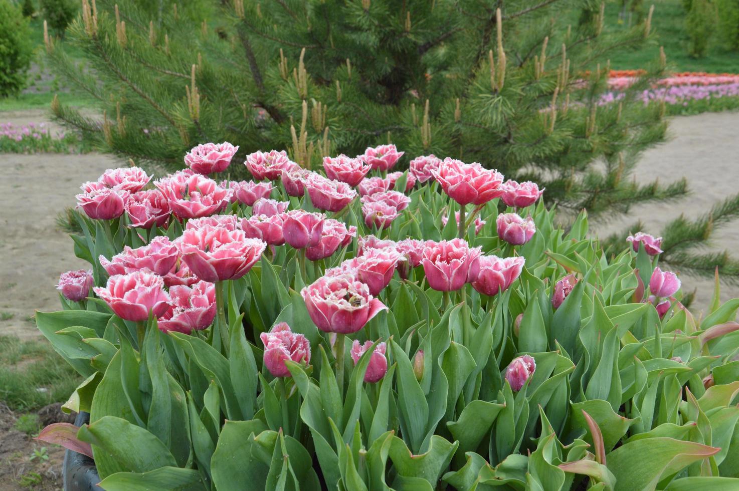 textuur van een veld met veelkleurige bloeiende tulpen foto