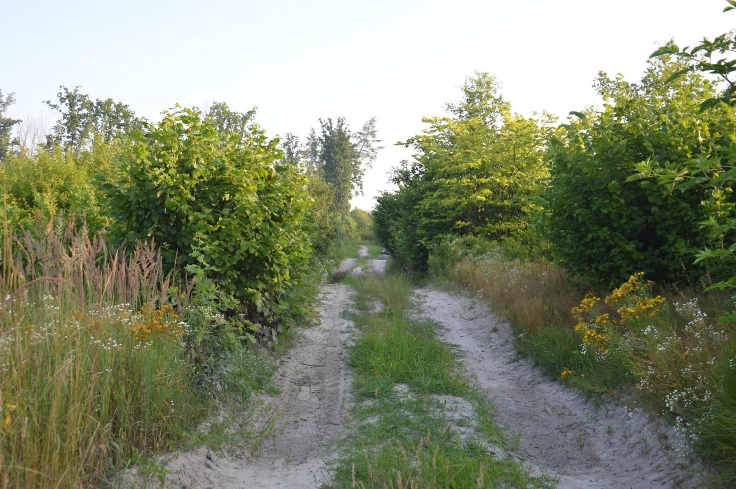 vrachtwagensporen in bos landelijke weg off-road foto