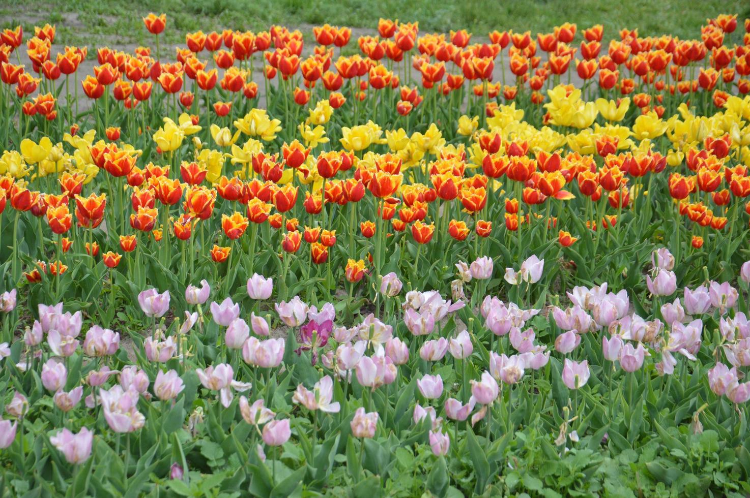 textuur van een veld met veelkleurige bloeiende tulpen foto