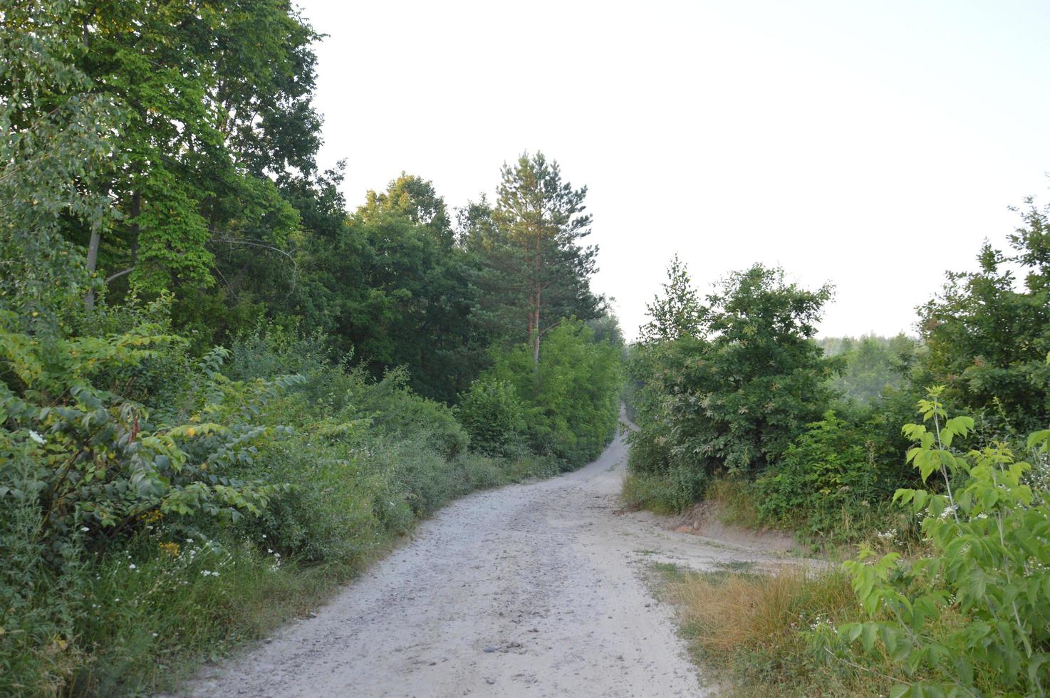 vrachtwagensporen in bos landelijke weg off-road foto