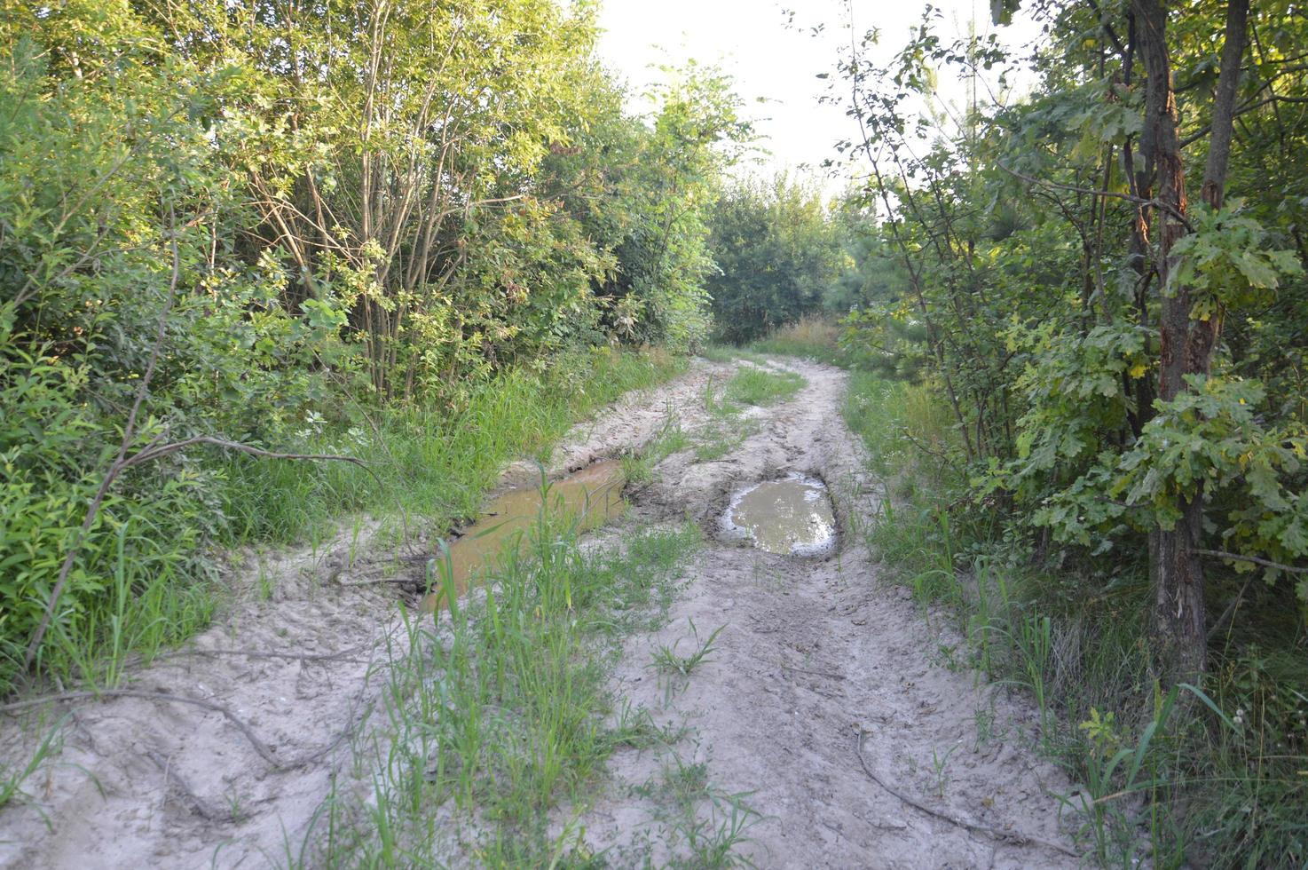 vrachtwagensporen in bos landelijke weg off-road foto