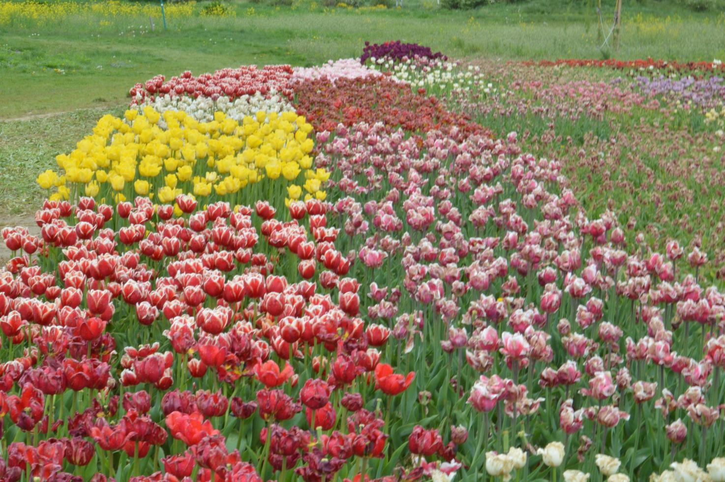 textuur van een veld met veelkleurige bloeiende tulpen foto