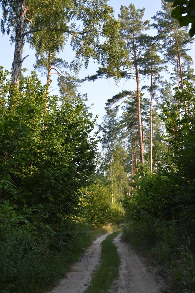 vrachtwagensporen in bos landelijke weg off-road foto