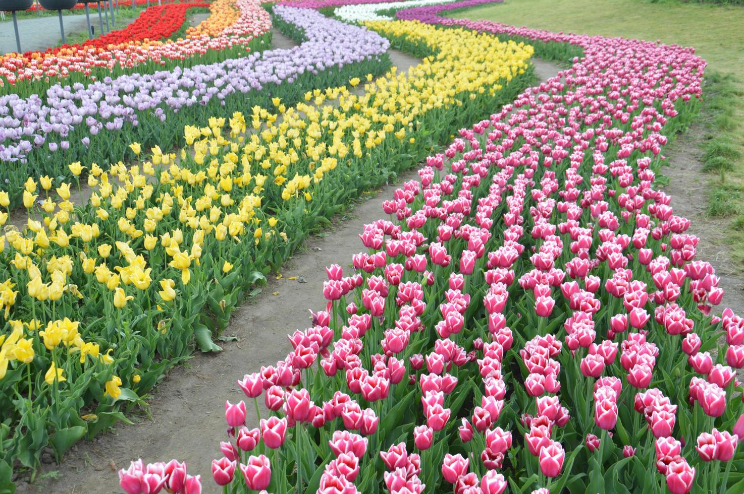 textuur van een veld met veelkleurige bloeiende tulpen foto