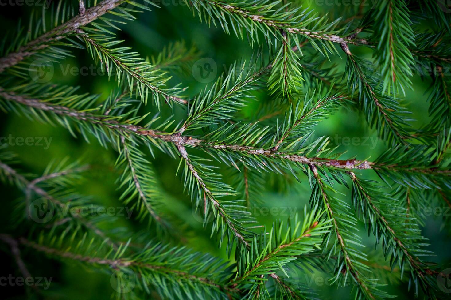 winter achtergrond met groen net takken. detailopname. selectief focus. foto