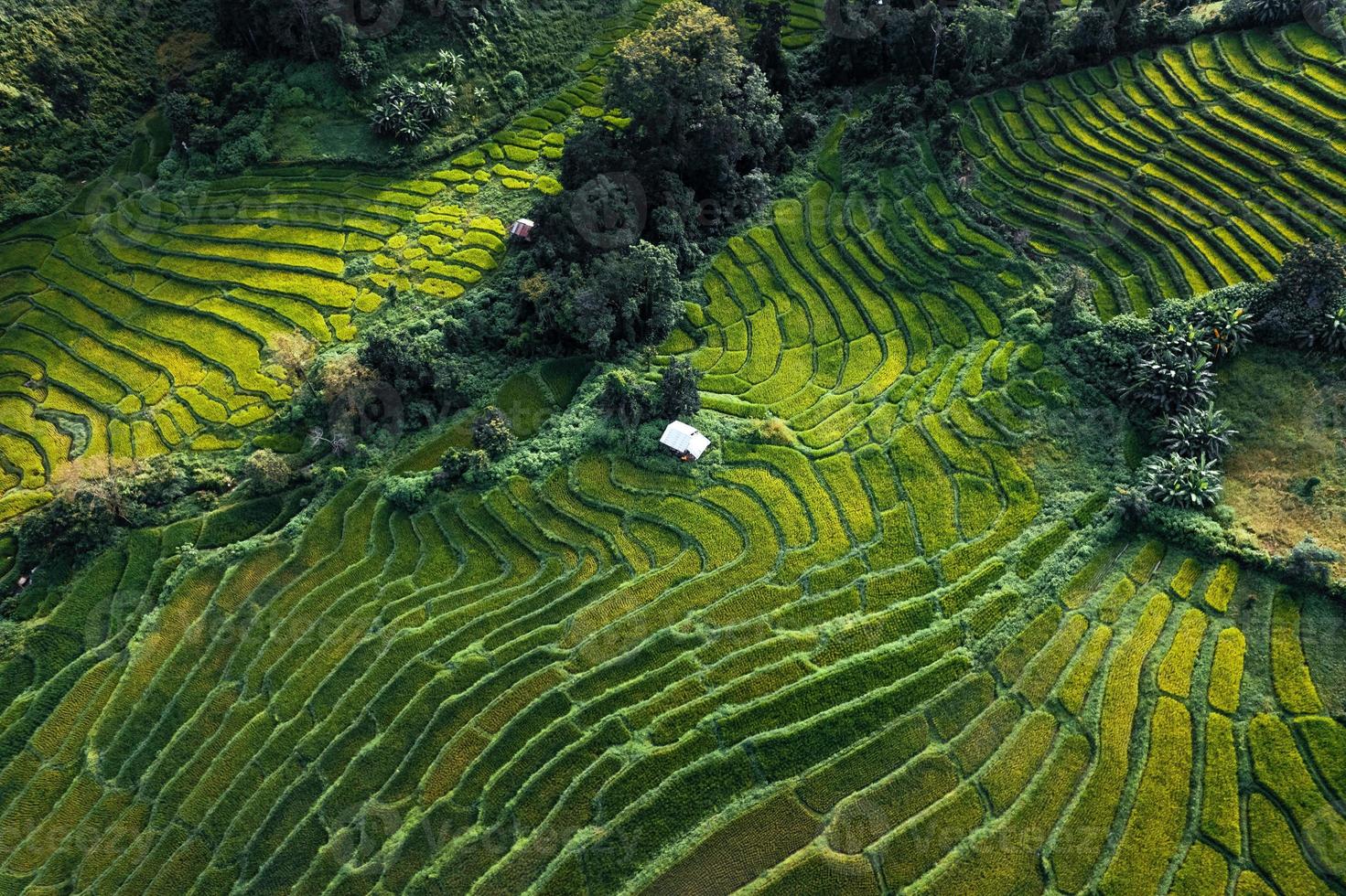 groene rijstvelden in het regenseizoen van bovenaf foto