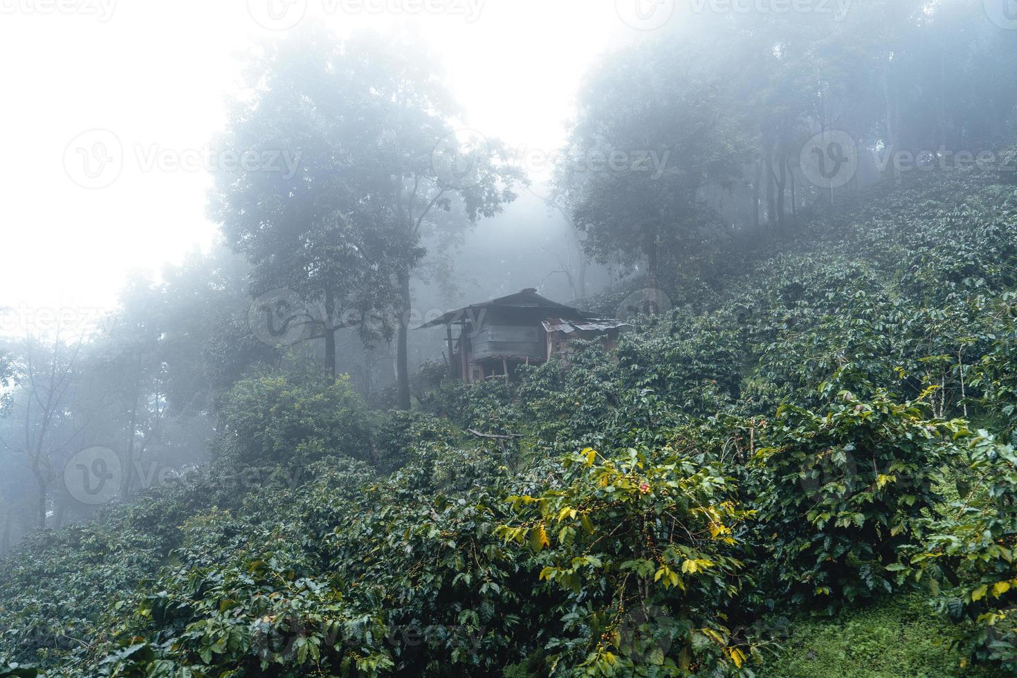koffieplantage in het mistige bos in Zuid-Azië foto
