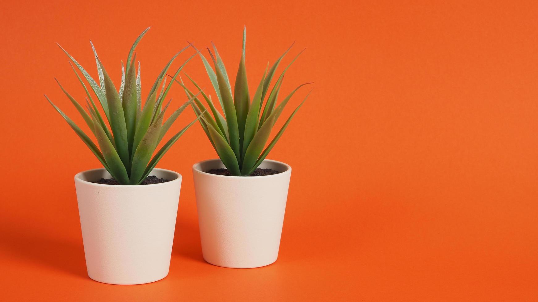 twee kunstmatige cactusplanten of plastic of nepboom op oranje achtergrond. foto