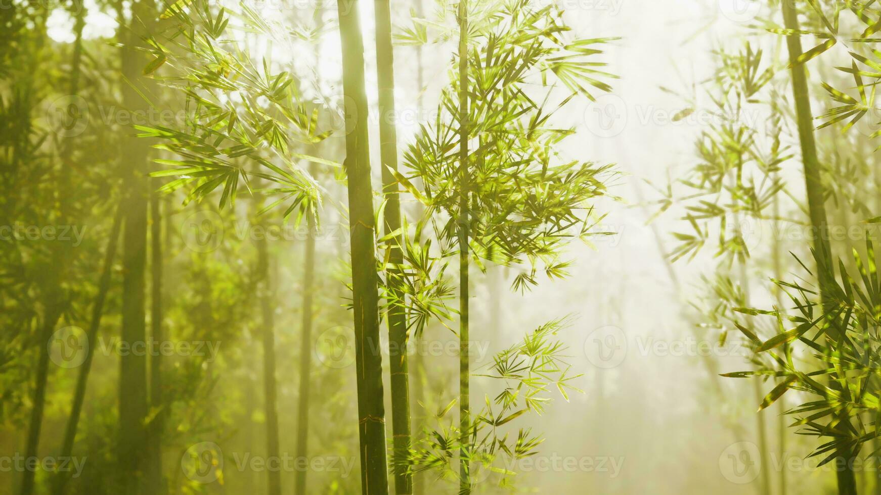 de bamboe bosjes van arashiyama foto