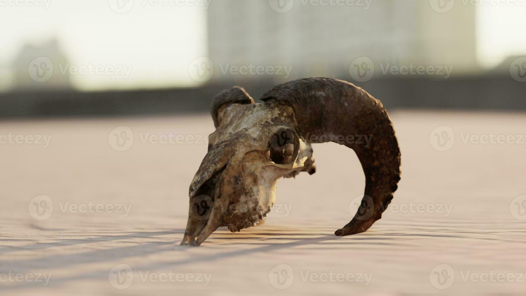 oud RAM schedel Aan de strand foto