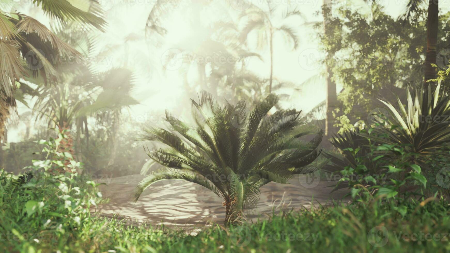 briljant zon stralen schijnend door exotisch palm boom foto
