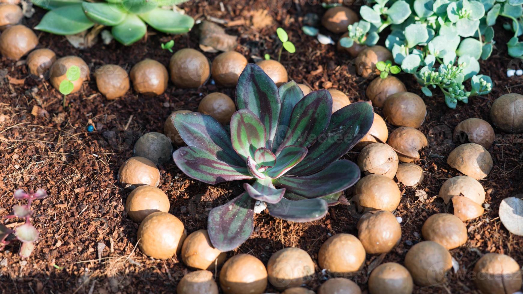 macadamianoten op de grond rond plant, israël foto