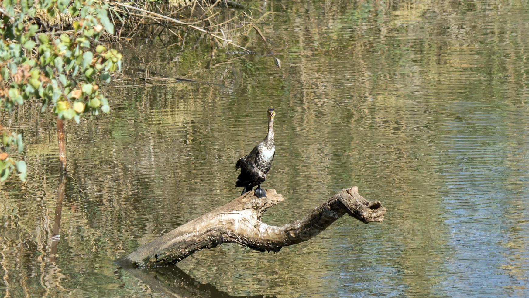 vogel zit op het hout in het midden van de Yarkon River, Tel Aviv, Israël foto