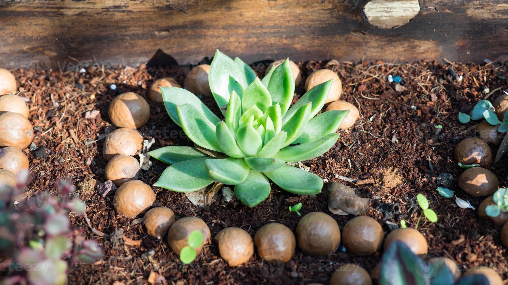 macadamianoten op de grond rond plant, israël foto