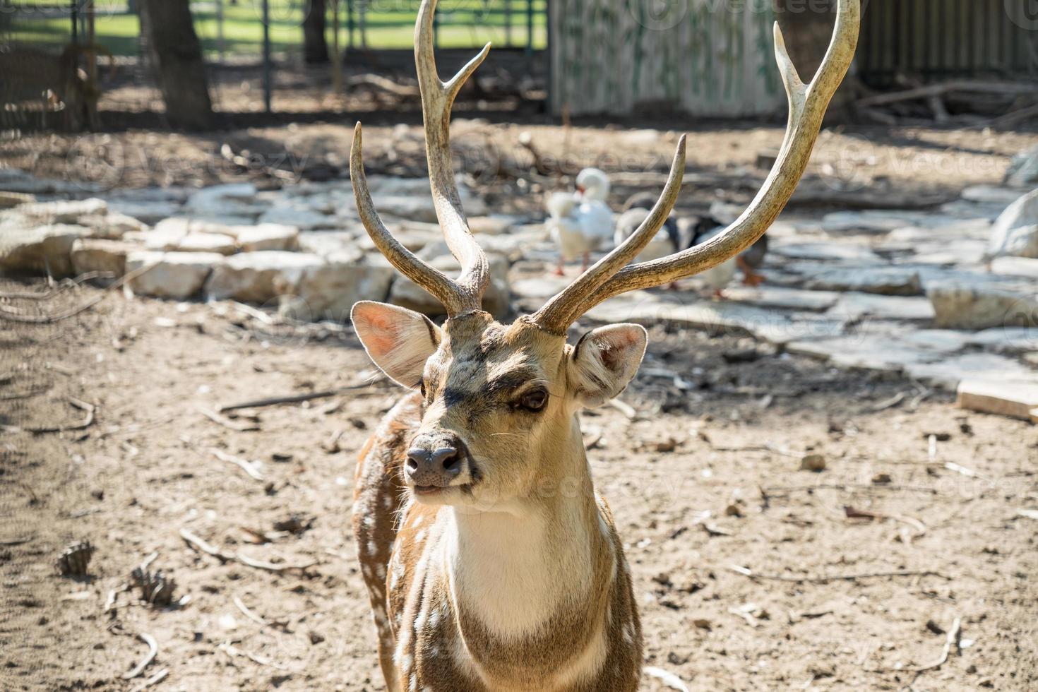 close-up gespot chital herten in een park yarkon tel aviv, israël foto