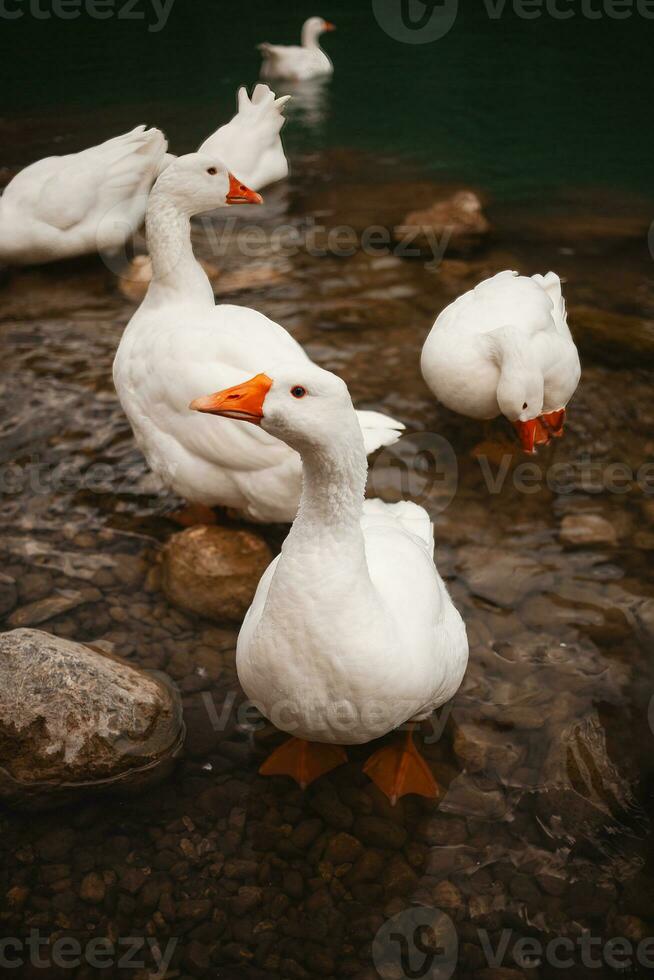 wit ganzen vredig vlotter Aan een Turks meer langs de lycische manier, een pittoreske moment in natuur. foto