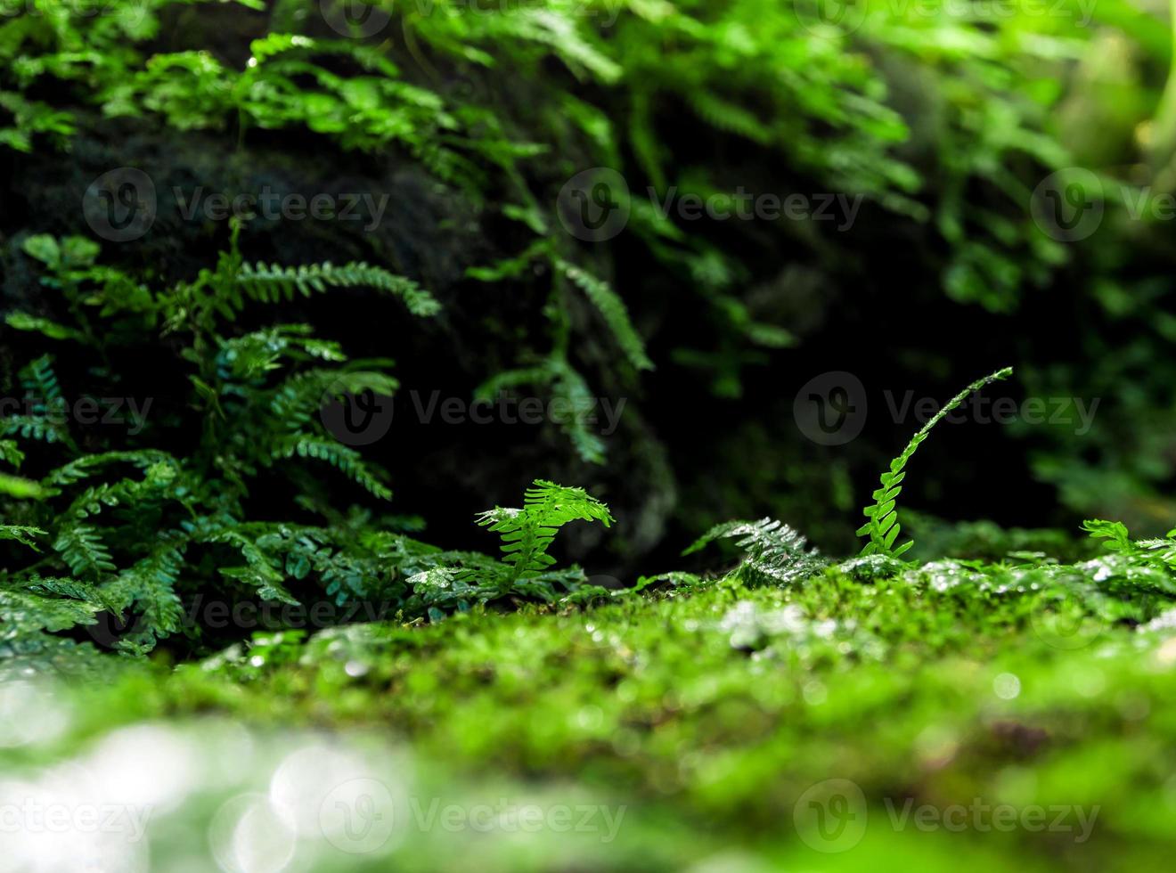 versheid kleine varenbladeren met mos en algen in de tropische tuin foto