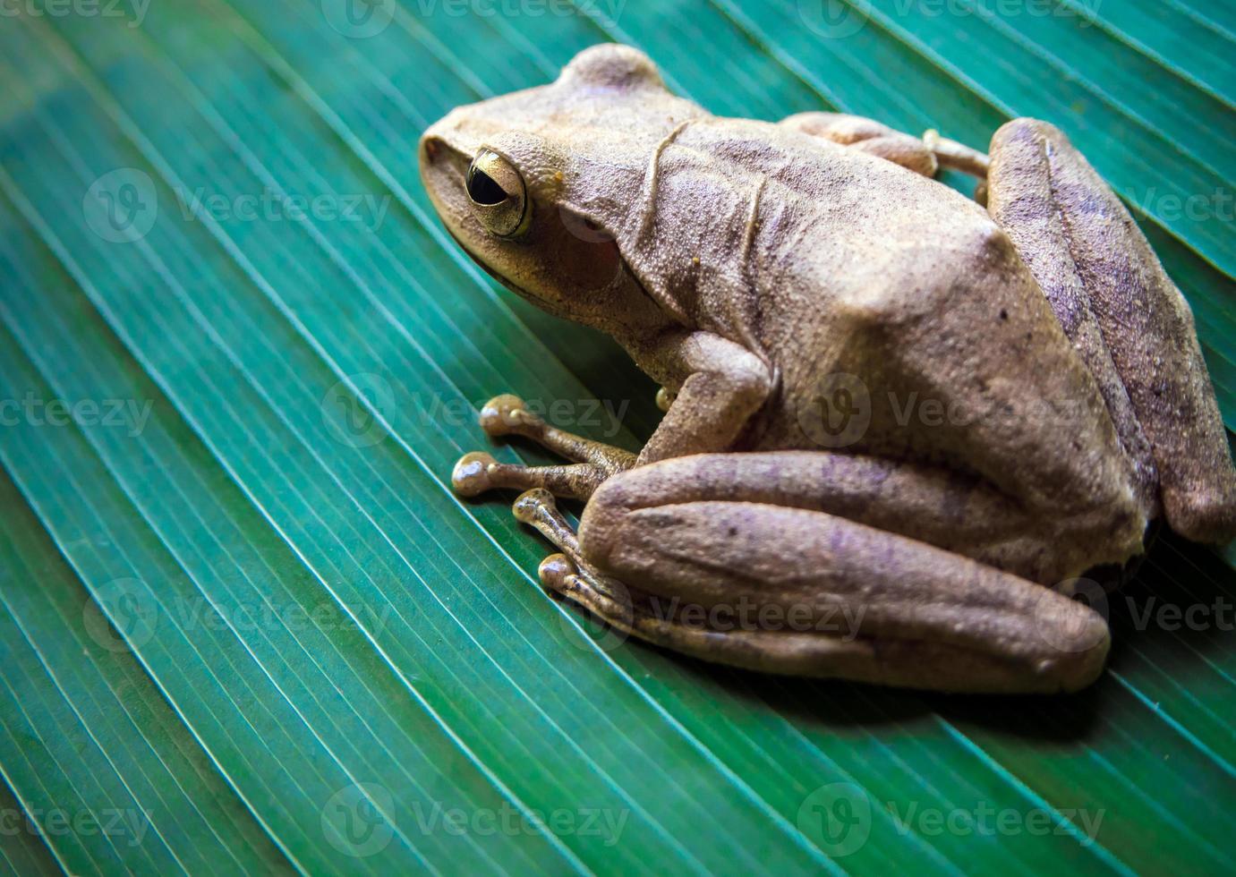 boomkikker op het grote groene blad foto