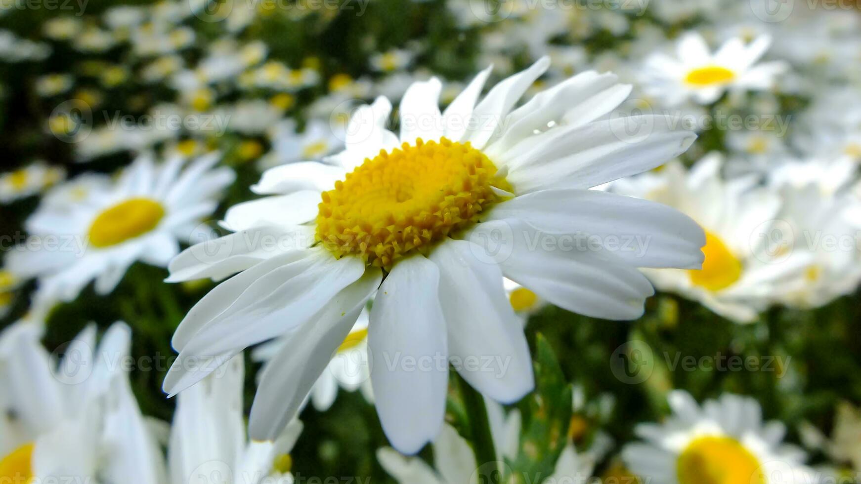 detailopname schot van wit madeliefje in een tuin met madeliefjes Aan wazig achtergrond. madeliefje bloem concept. bellis perennis bloesem met wit bloemblaadjes en geel centrum. selectief focusruis en graan inbegrepen. foto