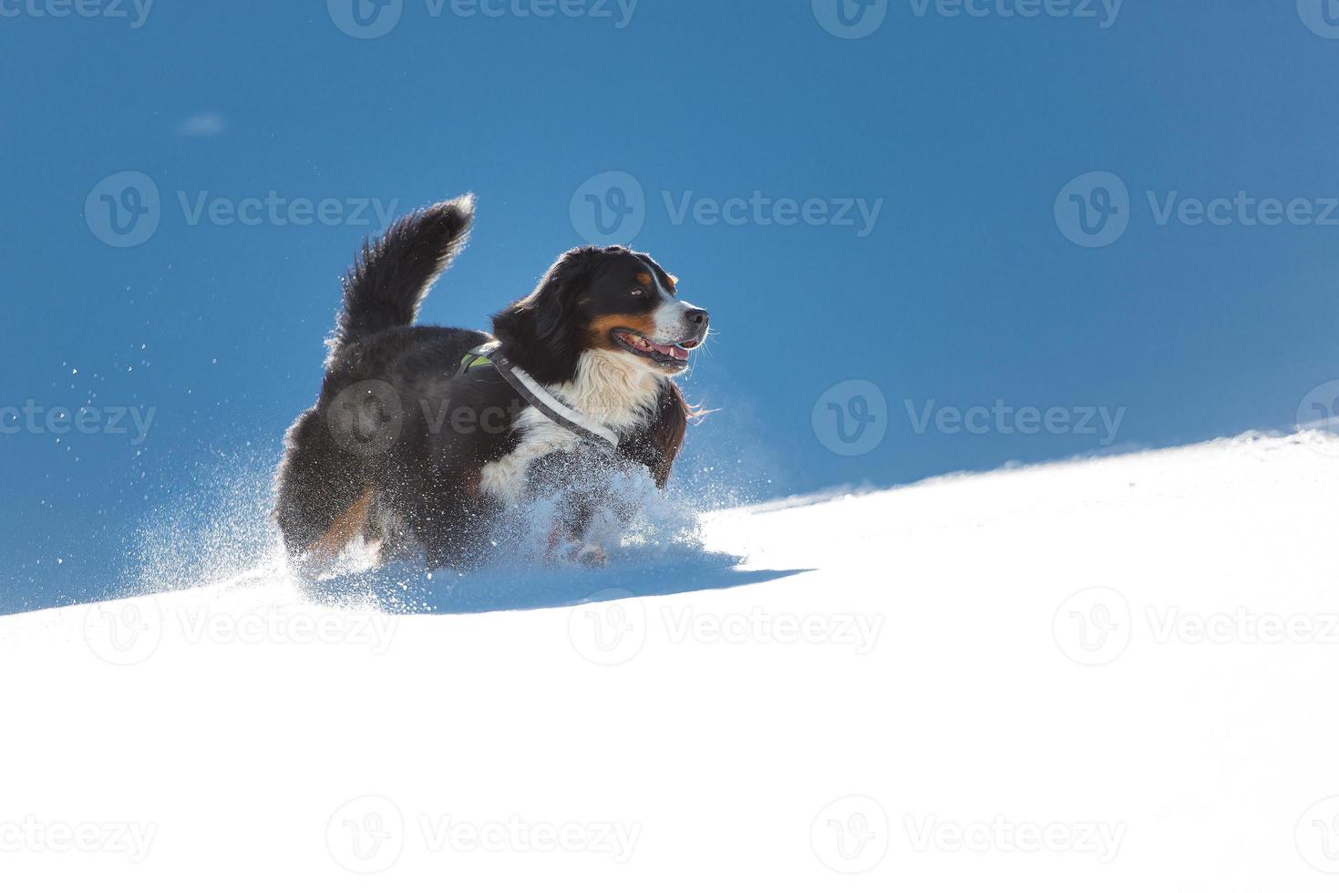 Berner Sennenhond speelt in de sneeuw foto