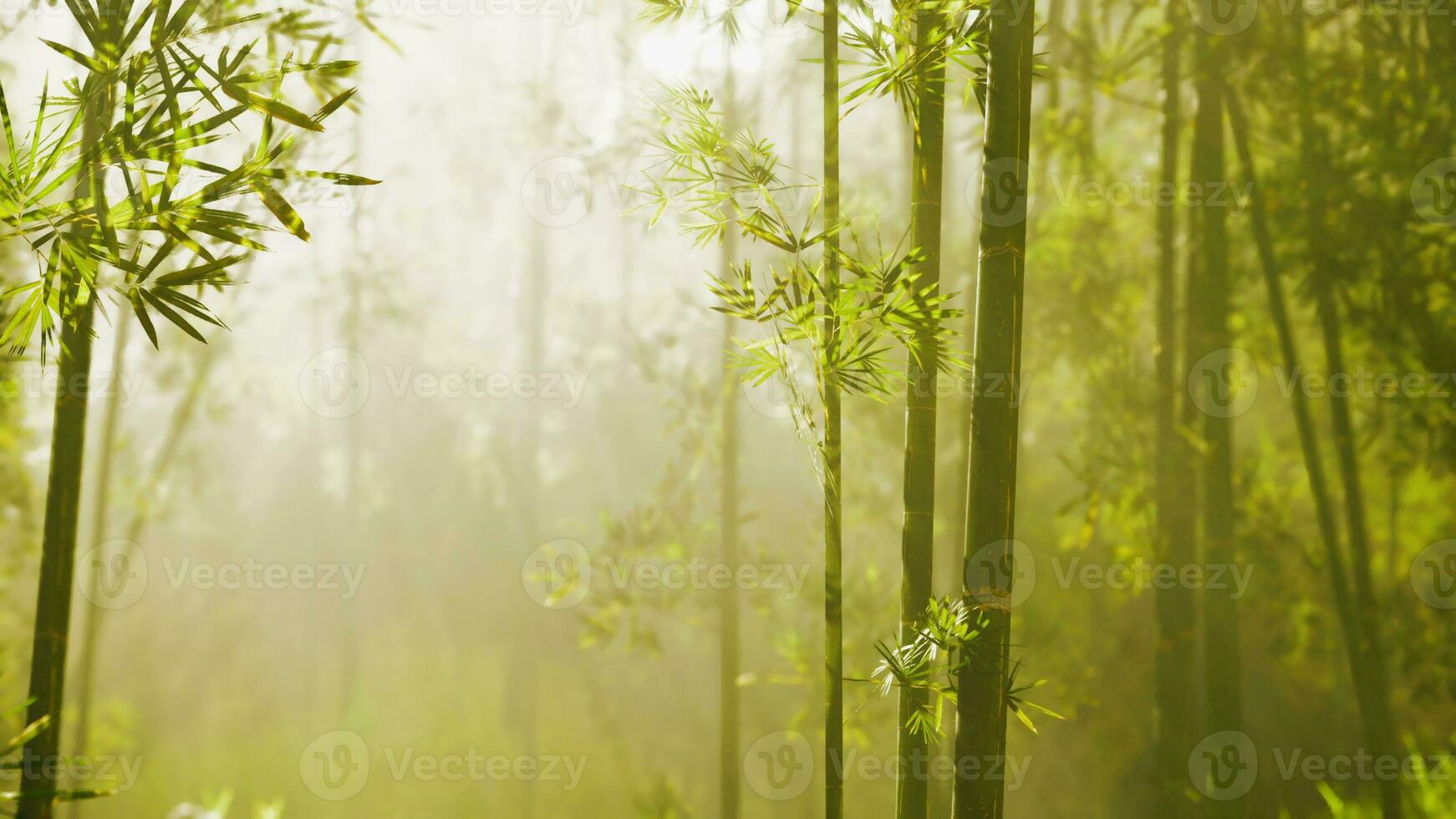 groen bamboe Woud in de ochtend- zonlicht foto